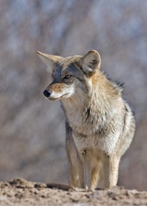 Coyote