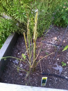 Cilantro