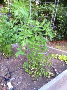 Tomato