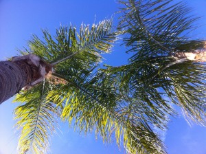 Palm view