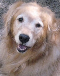 Ah, that's my dog!