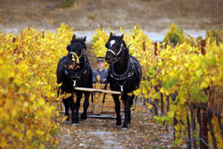 Hard work, horse work at Pipestone . . .
