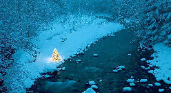 lonely-winter-christmas-tree-wallpapers-t