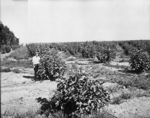 Fresno and its orchards of figs. Photo by "Pop" Laval, 1915