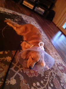 Kynzi . . . home after surgery.