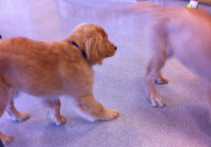 Our puppy at "puppy socialization" class . . .