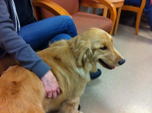 In the UC Davis Vet School waiting room with Kynzi . . .