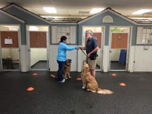 With Kynzi at our Canine Good Citizen class: greeting another dog owner.
